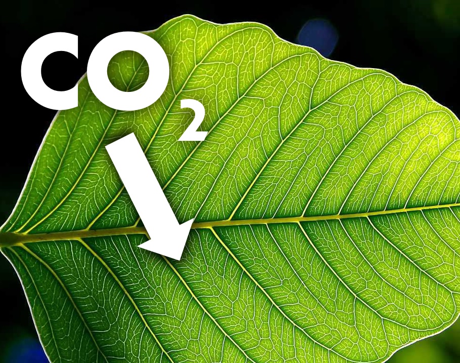 Leaf_CO2