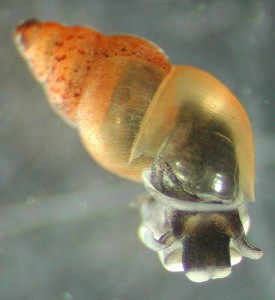 549px-New_Zealand_Mud_snails